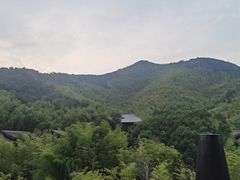 -大唐贡茶院