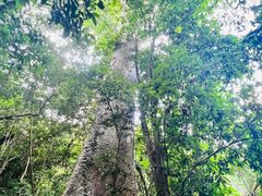 -中国科学院西双版纳热带植物园
