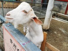 -有喜胶东小馆(太申祥和店)