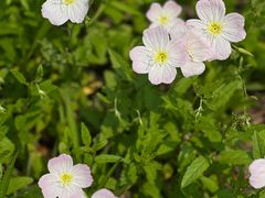 -昆山城市生态森林公园