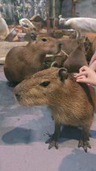 -Zoolung Zoolung动物主题公园(海信广场店)