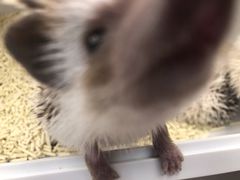 -浣熊柯尔鸭土拨鼠·电玩咖