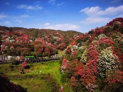 -贵州百里杜鹃风景名胜区