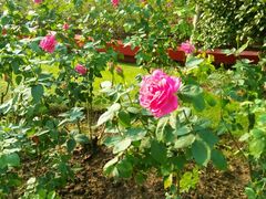 -华莱士·全鸡汉堡(光华路店)