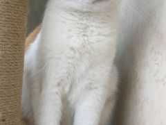 -宠爱国际动物医院· 猫科· 外科·中兽医(长白店)