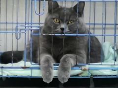 -安安宠物医院(情缘分院)