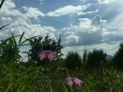 -永定河休闲森林公园