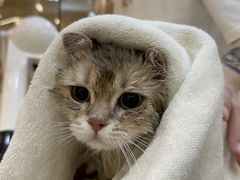 -momokira米努特·德文卷毛猫·棉花面纱犬