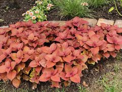 -上海佘山国家森林公园天马山园