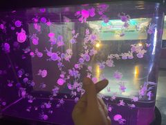 -烟台海昌鲸鲨海洋公园