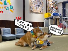 -逗柴咖啡屋·狗咖猫咖宠物桌游