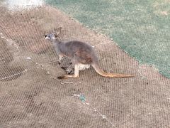 -西霞口神雕山野生动物世界