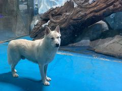 -泉城欧乐堡海洋极地世界