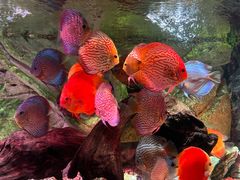 -上海海洋水族馆