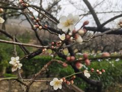 -香雪海
