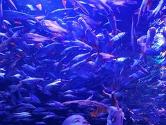 -成都浩海立方海洋公园