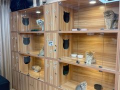 -猫十亿·布偶金渐层·曼基康矮脚猫舍(青年路店)