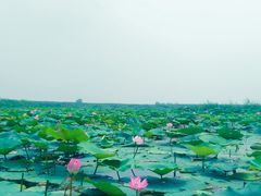 -白洋淀景区