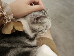 -飞行喵MR PILOT|猫舍·猫咖(静安大融城店)