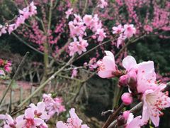 -树山生态村