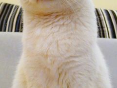 -艾吉宠物医院·疑难杂症转诊中心·猫友好(碧江路院)