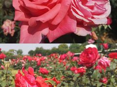 -武汉紫薇都市田园