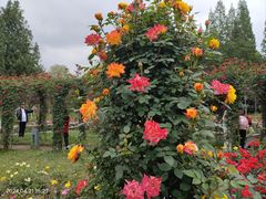 -花溪公园
