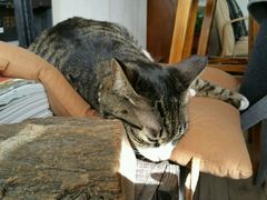 android_upload_pic-海边的猫和咖啡馆