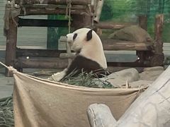 -灵玲国际马戏城