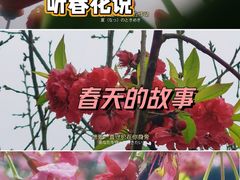-南山植物园