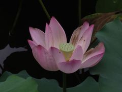 -荔湾湖公园