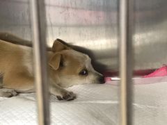 -瑞派·关忠动物医院·异宠专科·犬猫肿瘤·皮肤专科(望京店)