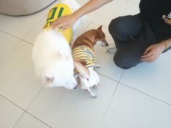 -怪兽屋·羊驼·猫咖·狗咖(俊华广场店)