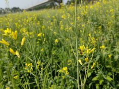 -光明小镇欢乐田园