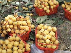 -塘栖枇杷特色园区