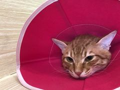 -凯特喵百思猫专科医院