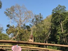 -西双版纳原始森林公园
