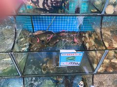 水产区-范饭椰林川湘味海鲜·椰子鸡(三亚湾椰梦长廊店)