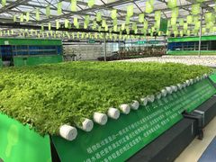 -兰陵国家农业公园