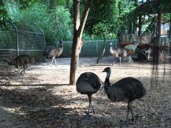 -清迈夜间动物园