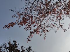 -新虹桥中心花园