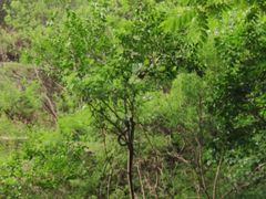 -碓臼峪自然风景区