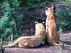 -云南野生动物园