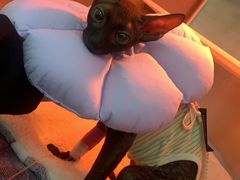 -爱妮康宠物医院·干细胞免疫细胞·肿瘤·心脏(张江店)