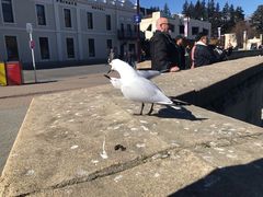 -Patagonia Chocolates(皇后镇店)