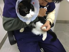 -中农国际动物医院24小时·猫科·骨科·急重症中心