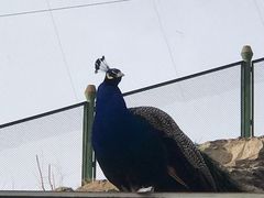 -新疆天山野生动物园