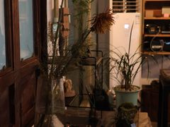 -植觉
