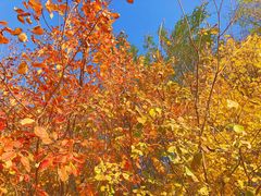 -大兴滨河森林公园