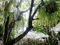 -Fern Forest Cafe